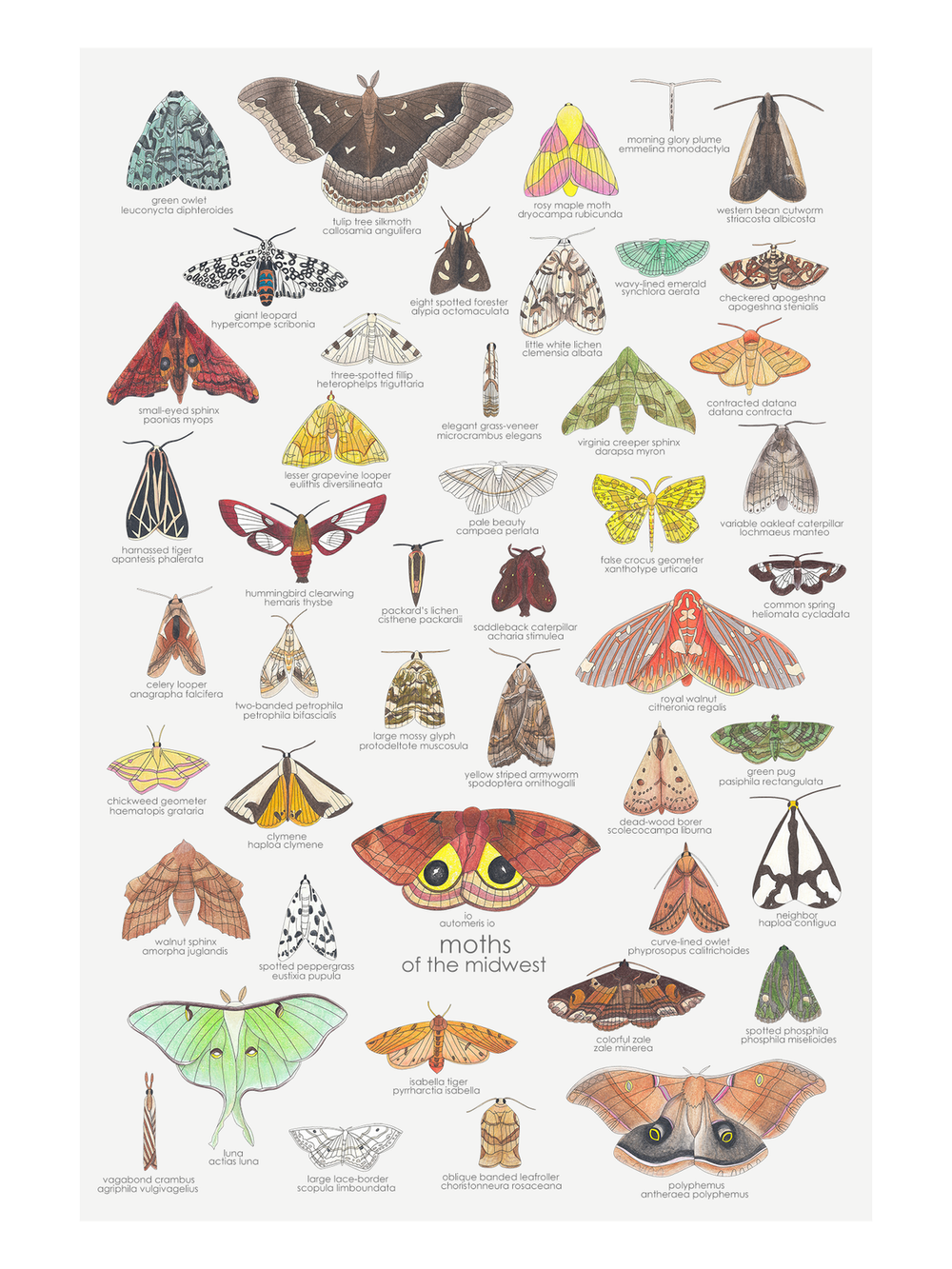 moths of the midwest — melbry//arts